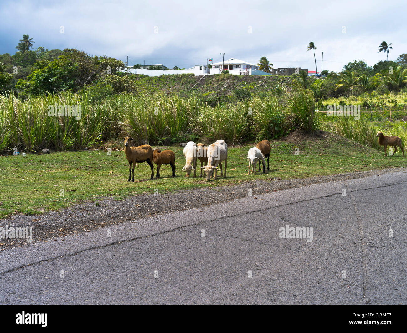 dh  ST KITTS CARIBBEAN Caribbean sheep flock by road Stock Photo