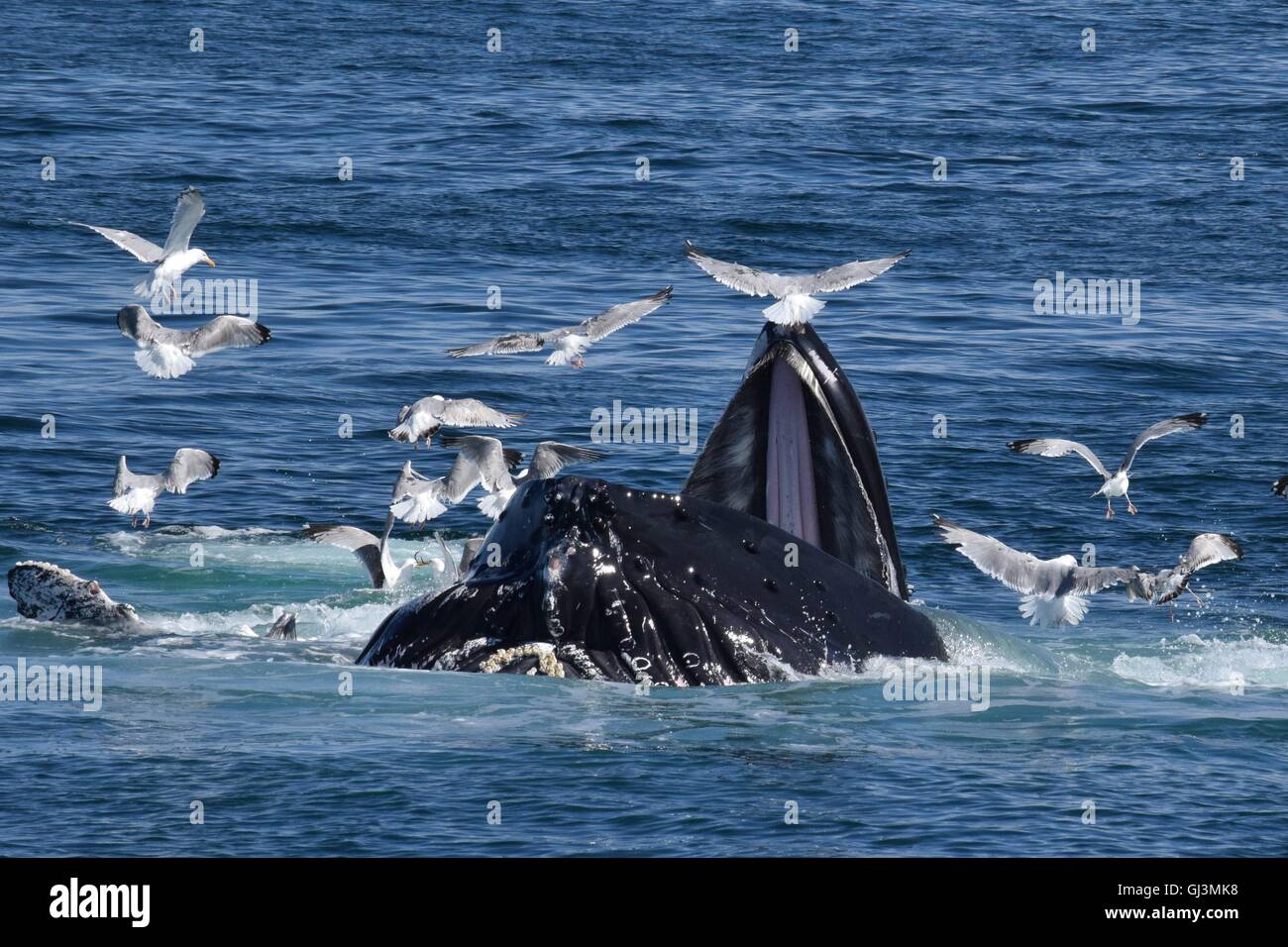 Humpback whales open mouth feeding on the Massachusetts coast Stock Photo