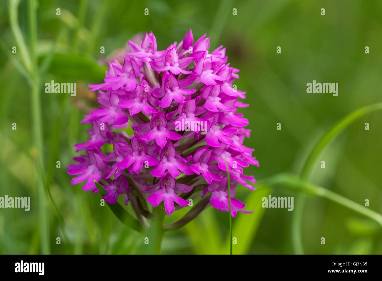 Pyramidal Orchid flower (Anacamptis pyramidalis) close-up Stock Photo ...