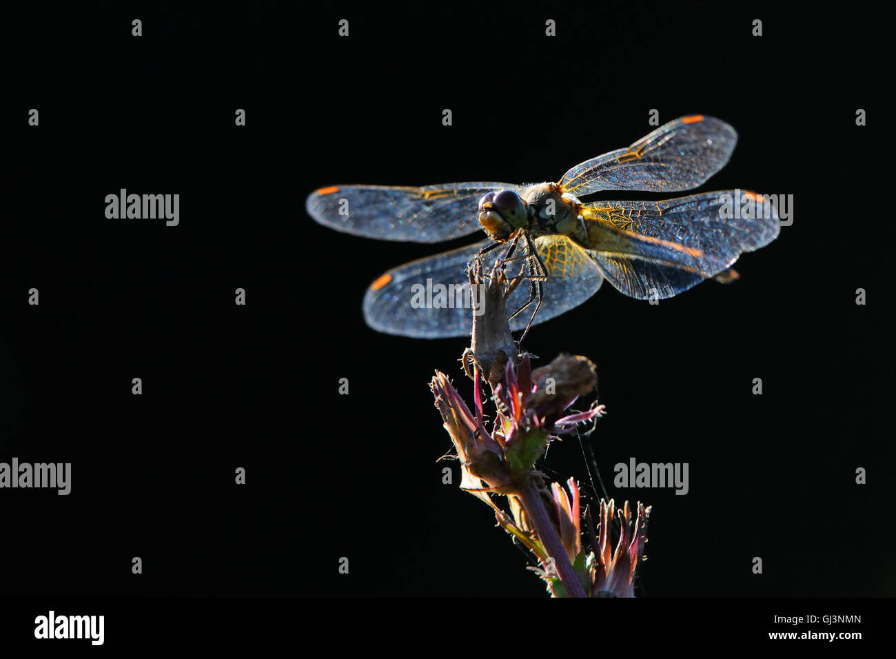 Perching dragonfly Vagrant darter (Sympetrum vulgatum). Kaluga region, Russia Stock Photo