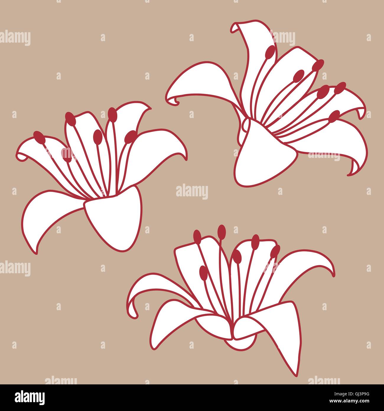 Hand drawn lilies hi-res stock photography and images - Alamy
