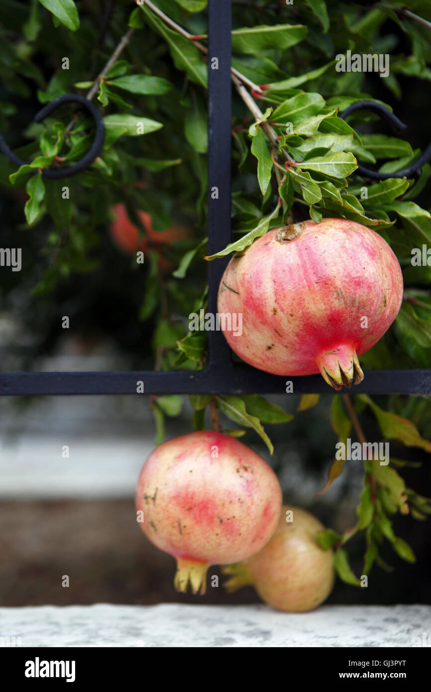 Pomegranate fruit on tree, Greece Stock Photo