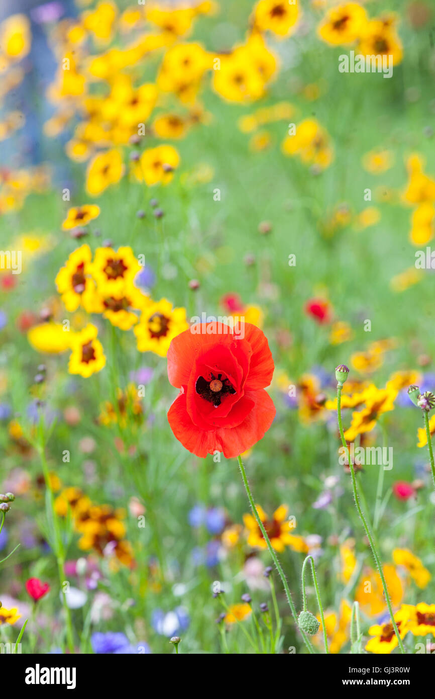 Red poppy yellow Coreopsis flowers Papaver rhoeas Flower and Golden Tickseed or Calliopsis Coreopsis tinctoria Meadow Mixed Flowers Wildflower Plant Stock Photo