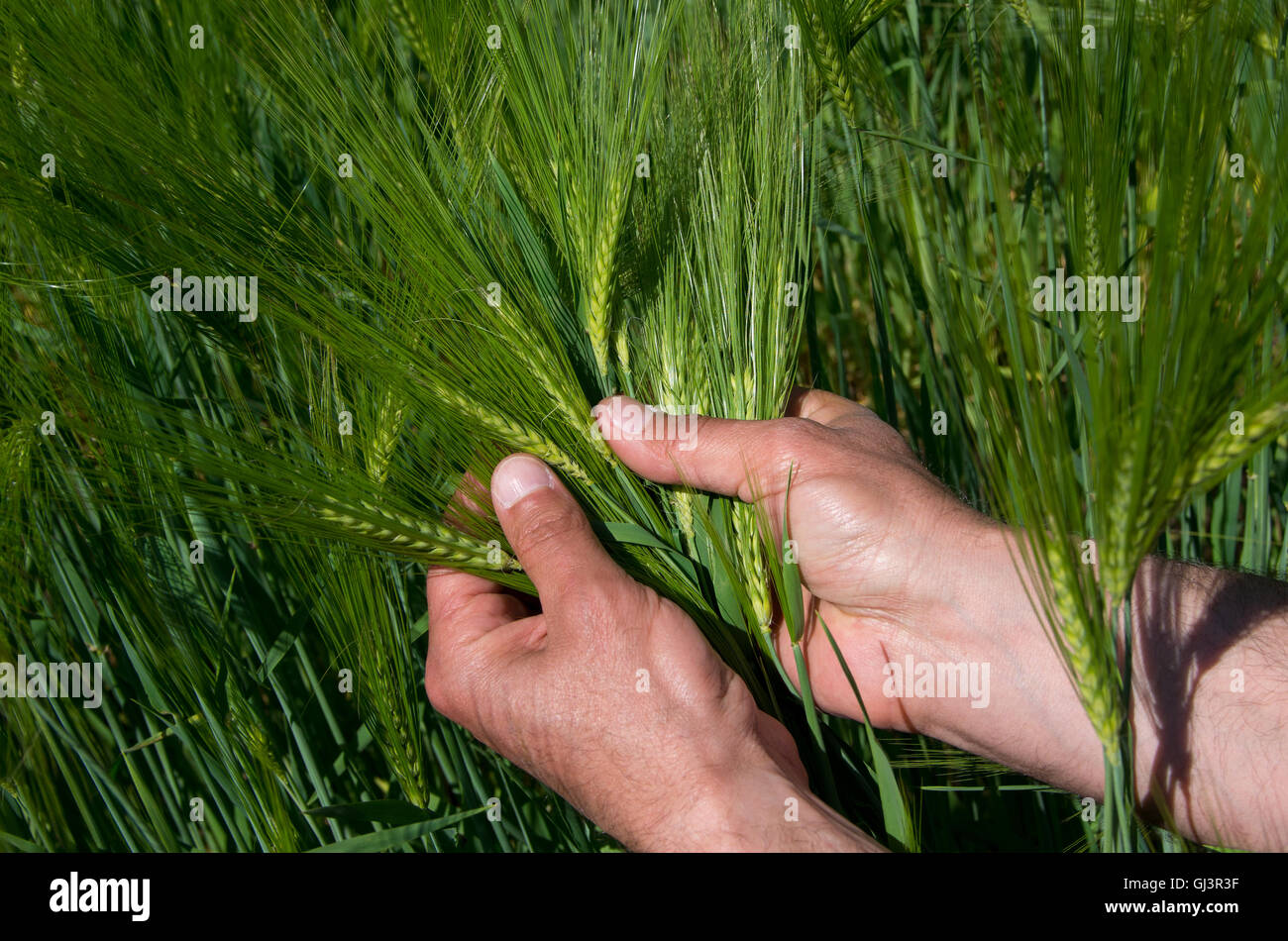 Check the harvest of barley. Barley. Angiosperm plant. Grain used for