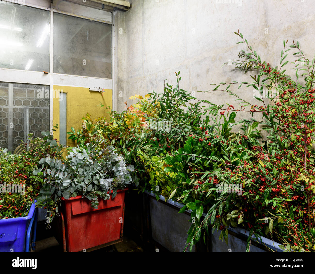 Plants in the flower market. New Covent Garden Market, London, United Kingdom. Architect: -, 1974. Stock Photo