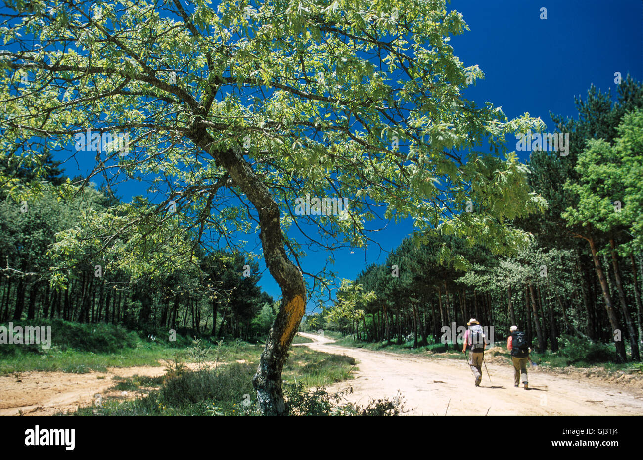 Yellow arrow on this tree marks the correct Camino path for these pilgrims as despite the trees they walk along a shadeless stretch as they walk through forest of oaks and conifers. Five kilometres before the monastery of San Juan de Ortega. Burgos region of Castille and Leon. Stock Photo