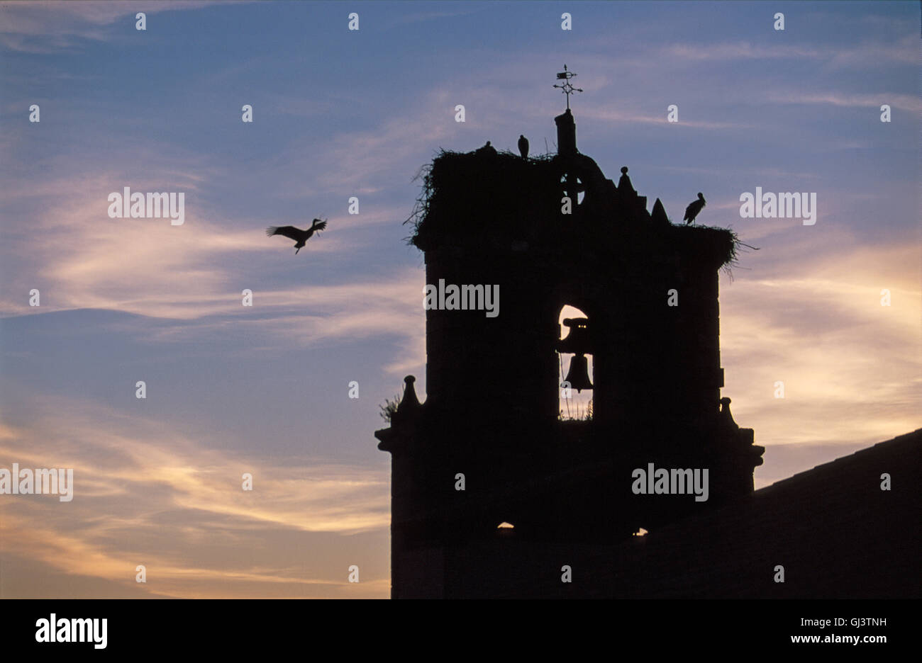 White  storks  have  made  their  nest  atop  of  Santa  Maria  church  in  town  of  Belorado, La  Rioja  province. Photo  at Stock Photo