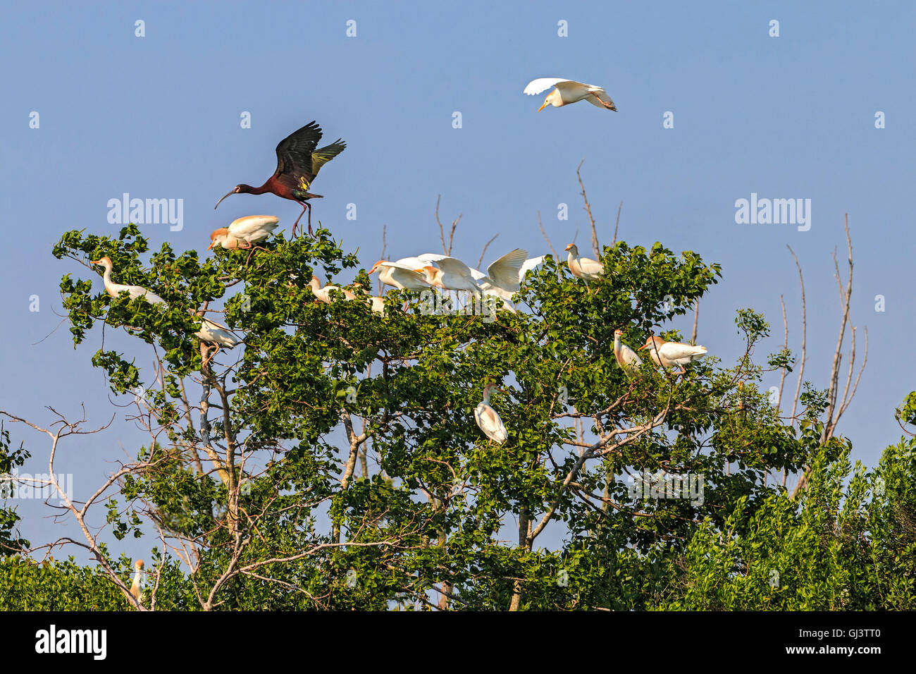 Cattle egrets and a glossy Ibis flying during a windy day. The cattle egret is a stocky heron. Stock Photo