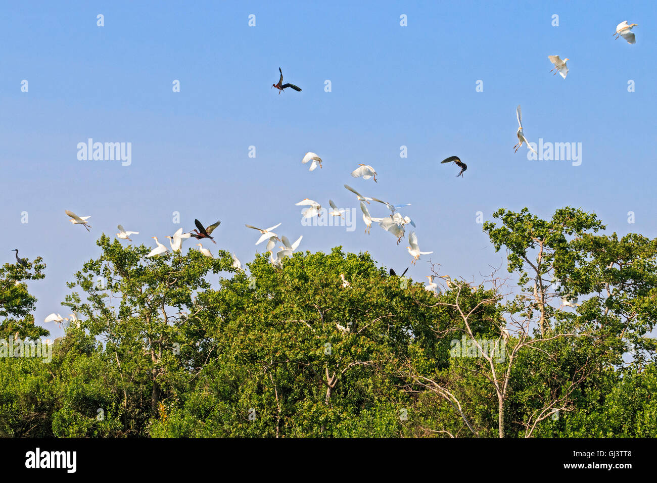 Cattle egrets and a glossy Ibis flying during a windy day. The cattle egret is a stocky heron. Stock Photo