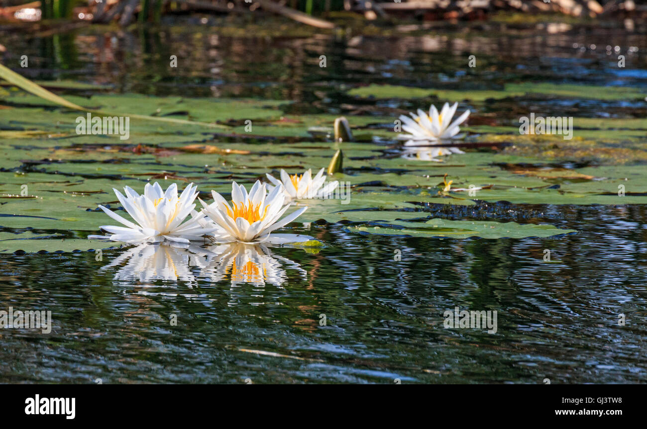 American lotus and blooming lotus flower seen in a marsh in Cameron Parish, Louisiana. Stock Photo