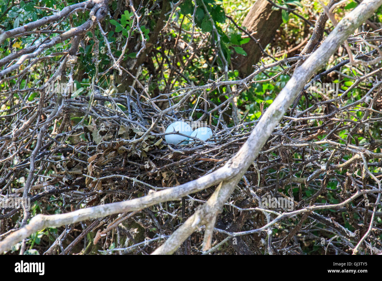 Nest with glossy ibis eggs seen in a marsh in Cameron Parish, Louisiana. Stock Photo