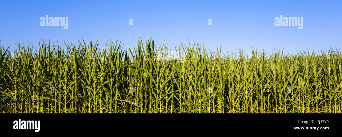 Green Cornfield during sunny day. Stock Photo