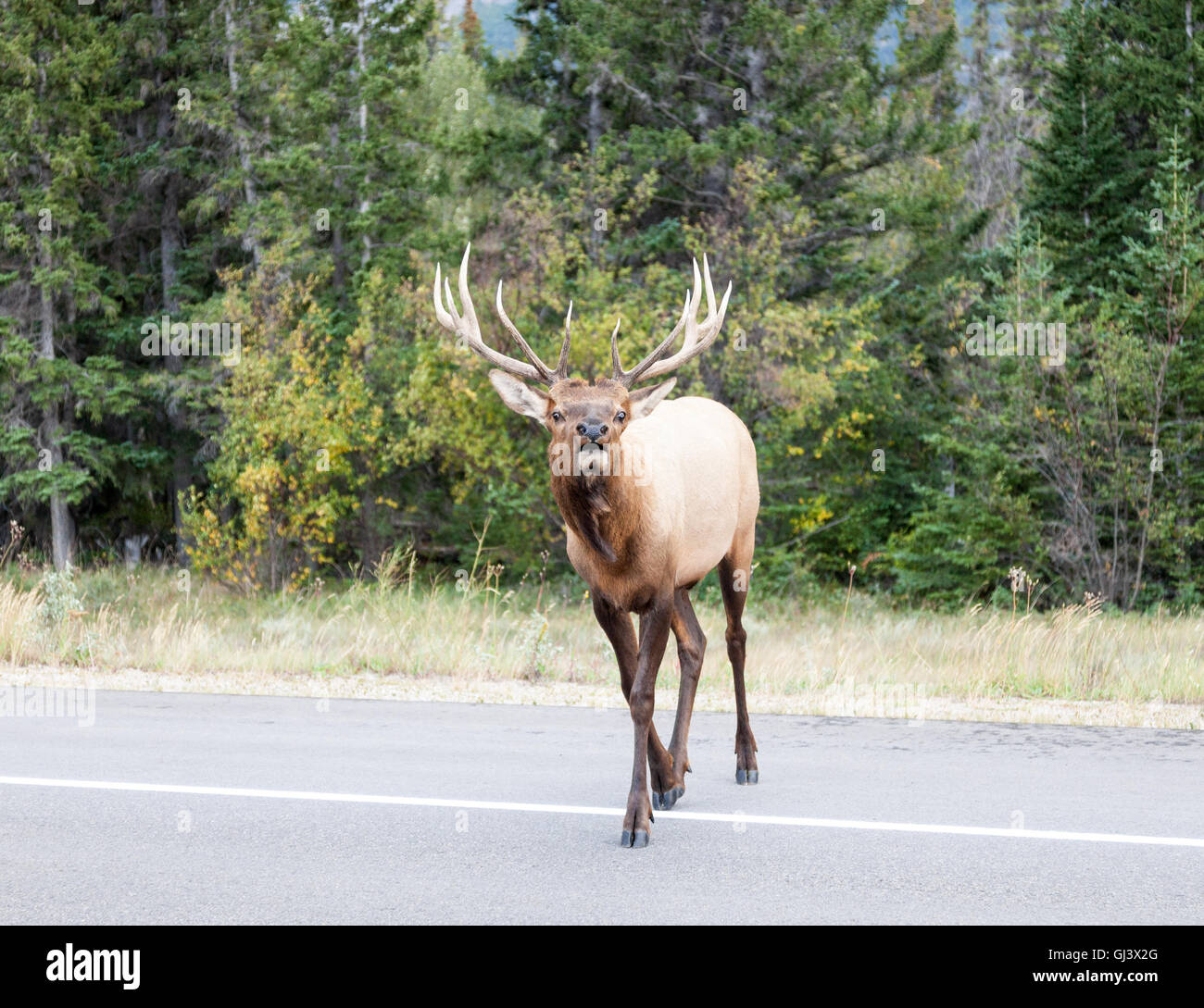 An elk, or wapiti (Cervus canadensis) bellowing as it walks across a road or highway near Jasper British Columbia Canada Stock Photo