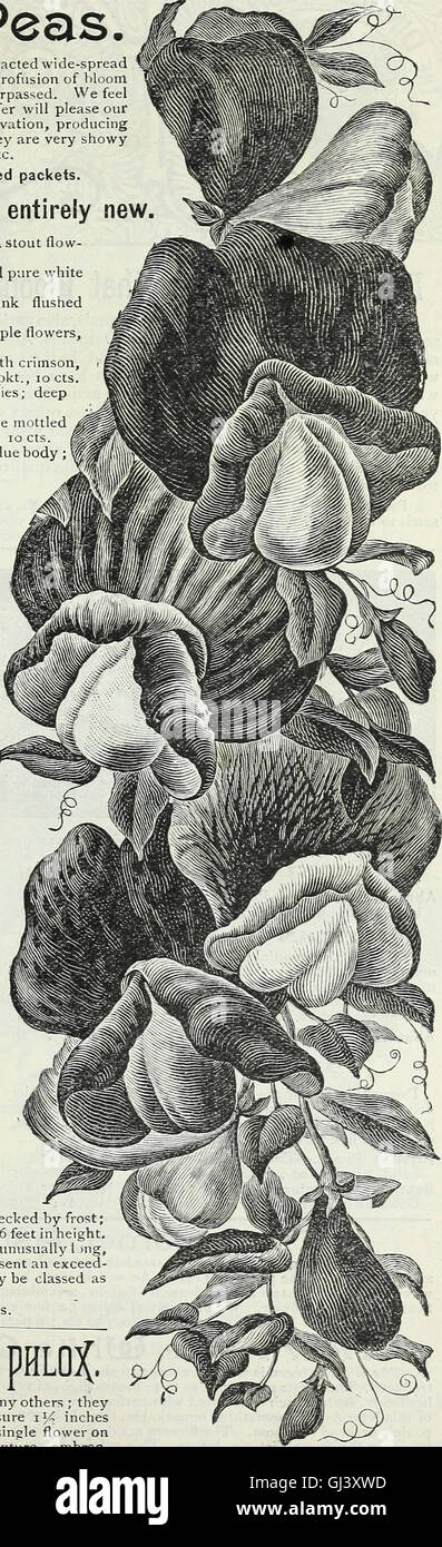 Our New Guide To Rose Culture 1891 1891 Stock Photo Alamy Our New Guide To Rose Culture 1891 1891 Stock Photo Alamy