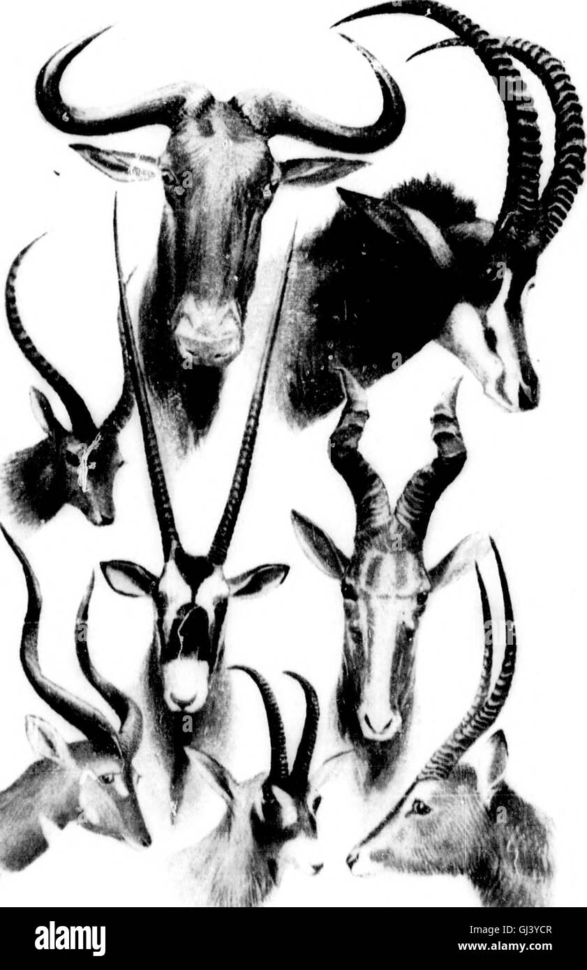 Big game shooting (microform) (1894 Stock Photo Alamy