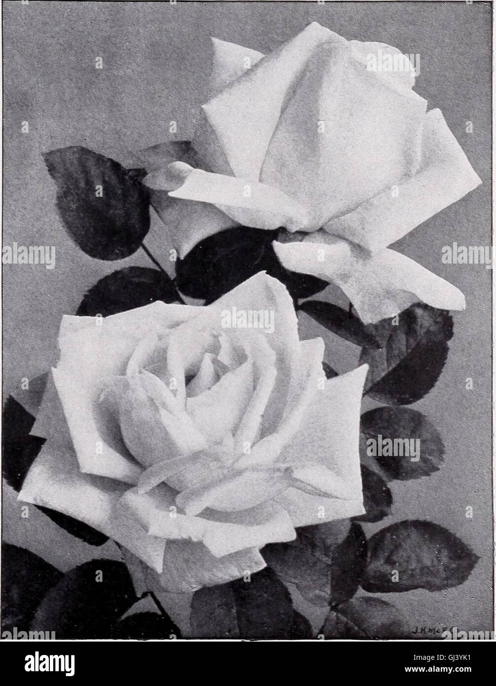 Horsford’s Nurseries (1913) was a catalog that provided information on