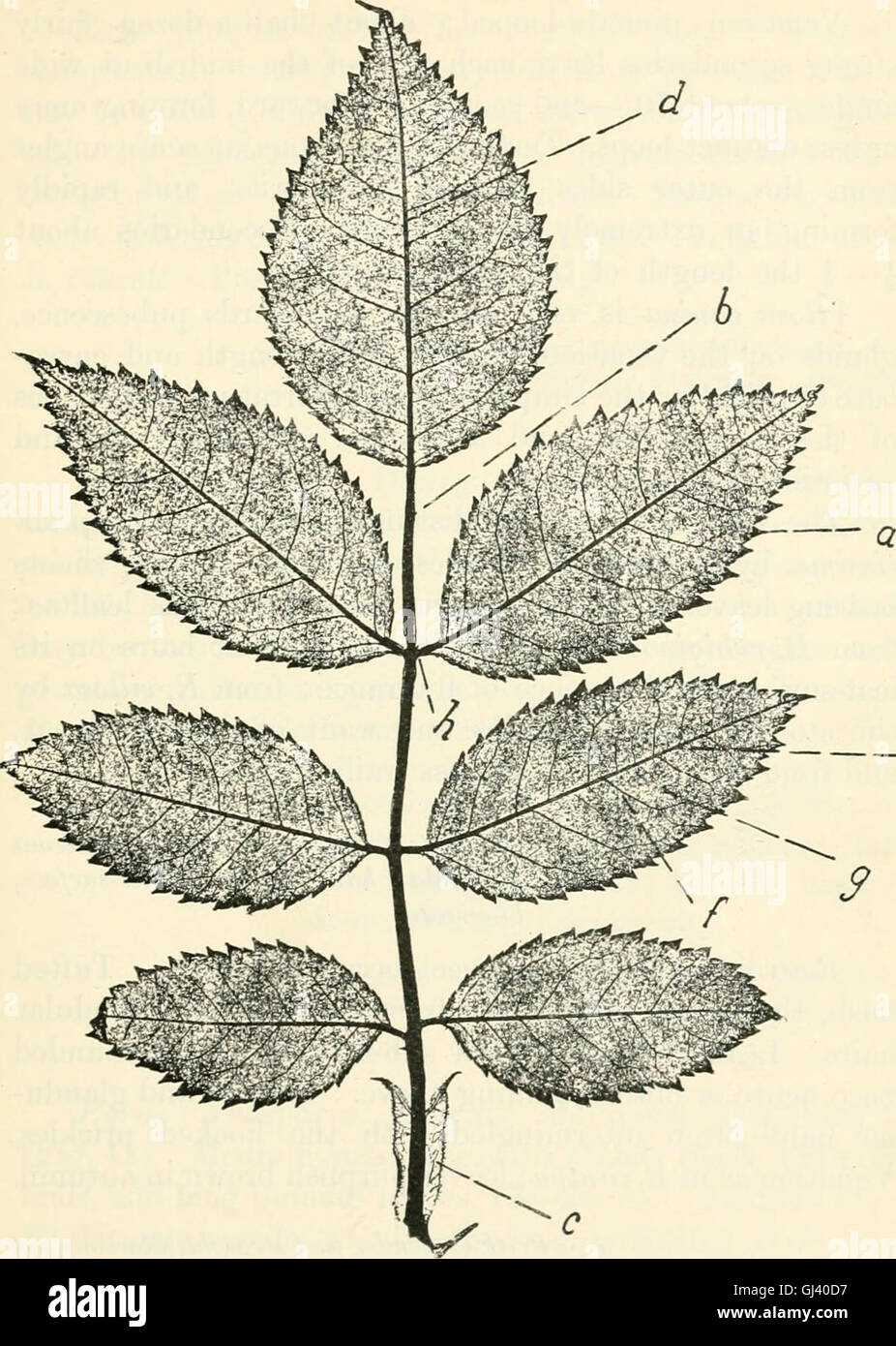 This 1904 handbook focuses on forest botany, offering detailed ...