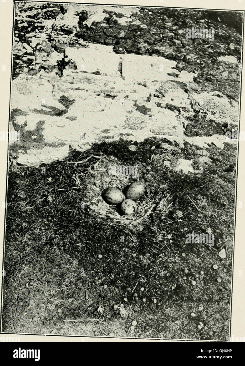 British birds' nests; how, where, and when to find and identify them