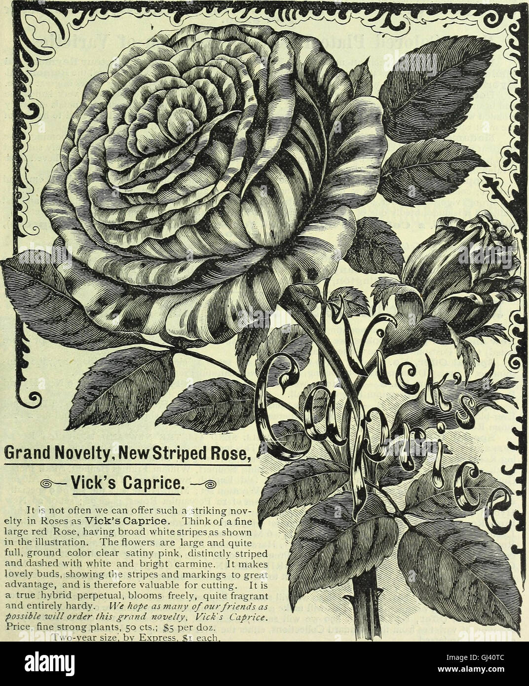 Our New Guide To Rose Culture 1891 1891 Stock Photo Alamy Our New Guide To Rose Culture 1891 1891 Stock Photo Alamy