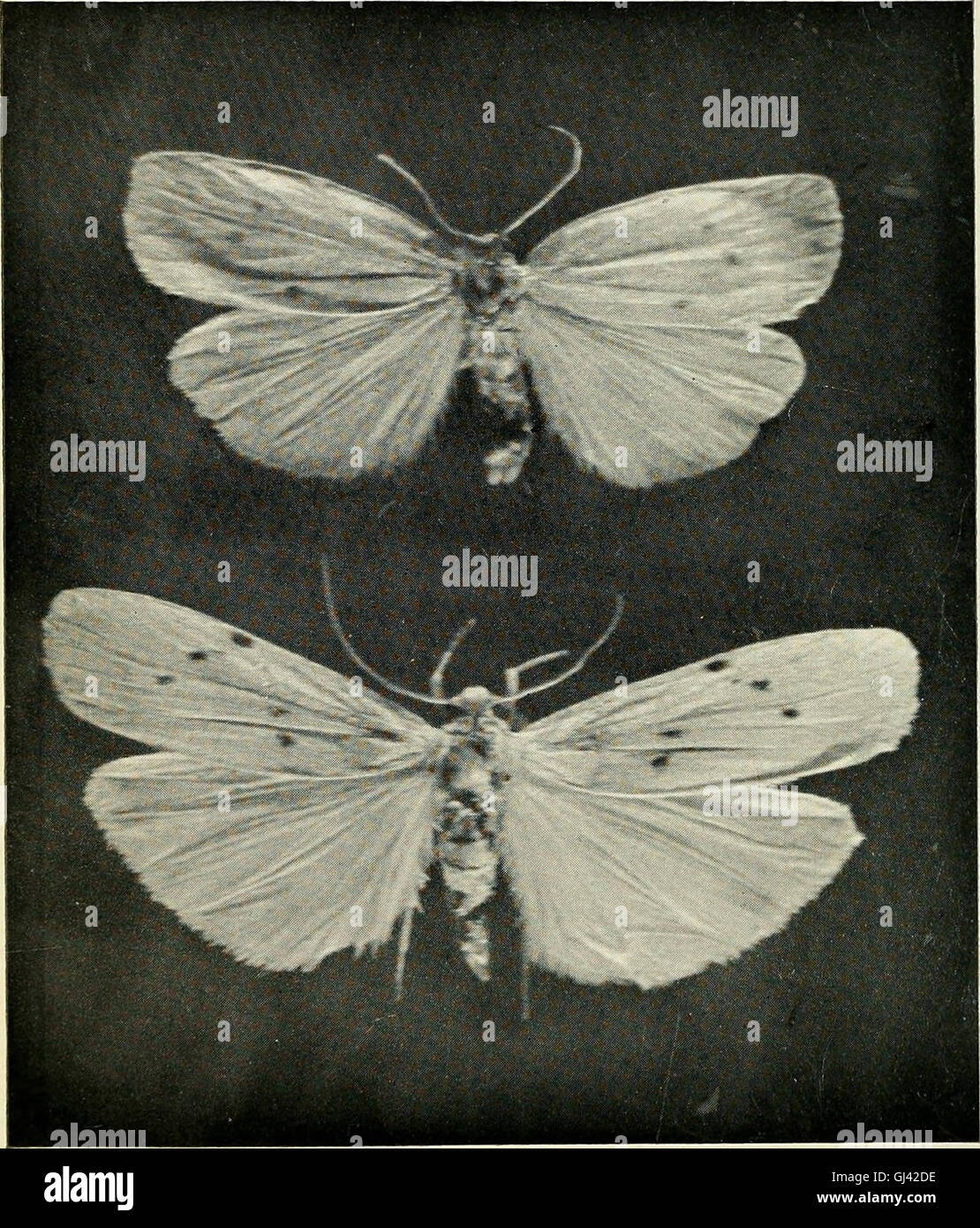 A 1965 entomological journal focused on insect species, including ...