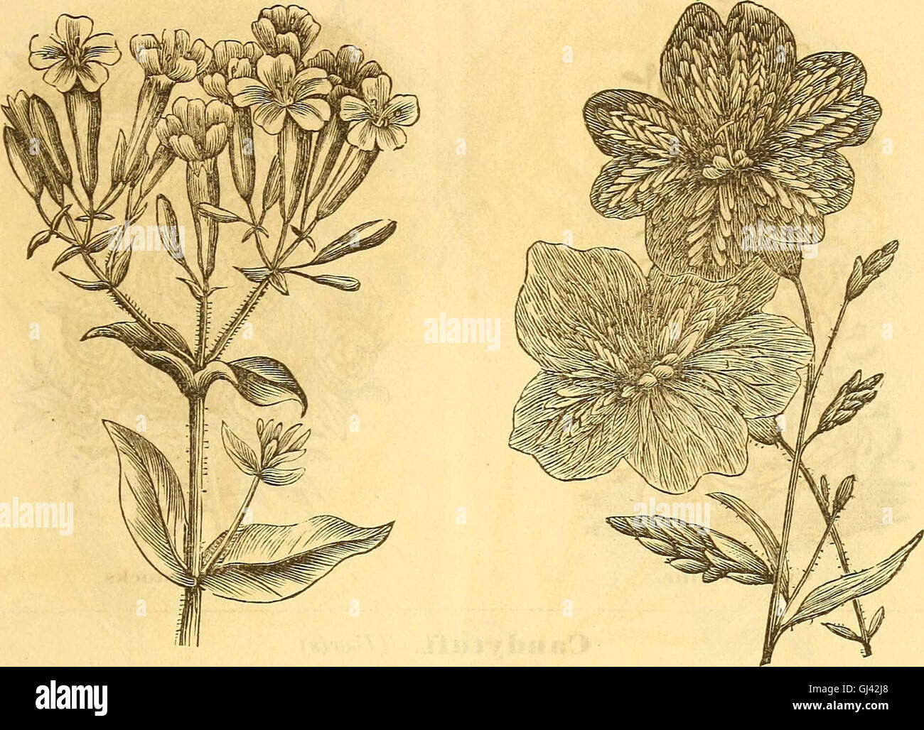 R.H. Shumway's annual illustrated garden guide and seed catalogue