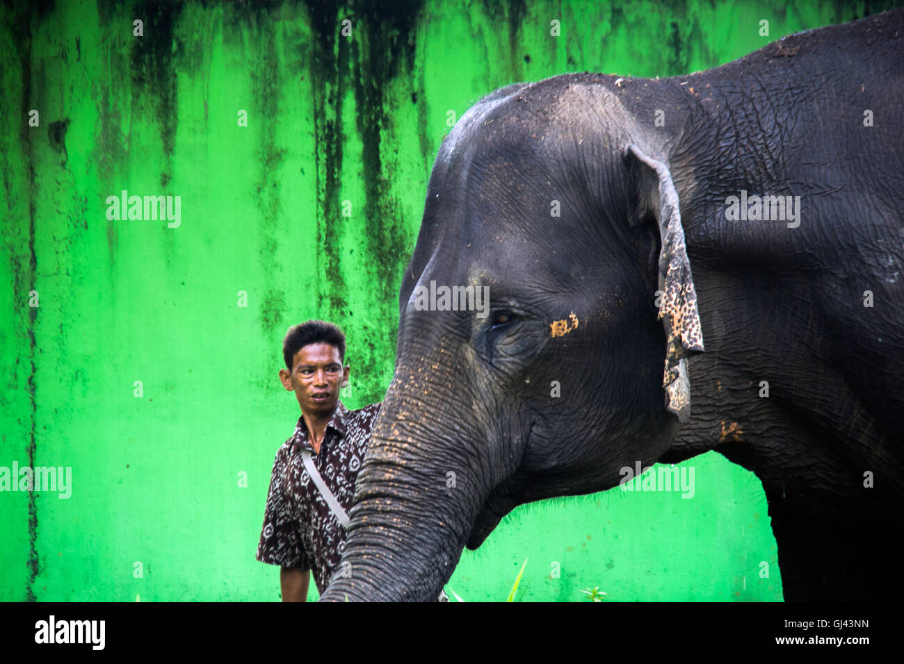 Medan, North Sumatra, Indonesia. 12th Aug, 2016. A guard with the Sumatran elephants were trained in Medan Zoo on August 12, 2016, Indonesia. At the World Elephant Day, habitat loss due to massive illegal logging and deforestation for palm oil plantation in Sumatra Island today only 1,724 Sumatran elephants remaining in the wild, down 39 percent from the 2007 population estimates. Credit:  Ivan Damanik/ZUMA Wire/Alamy Live News Stock Photo