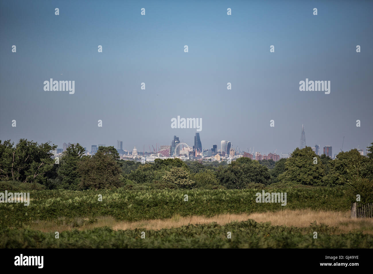Richmond Park, London UK. 12th August 2016. Beautiful evening in the park at the end of  a sunny day. View over the city from Richmond Park. copyright Carol Moir/Alamy Live News Stock Photo