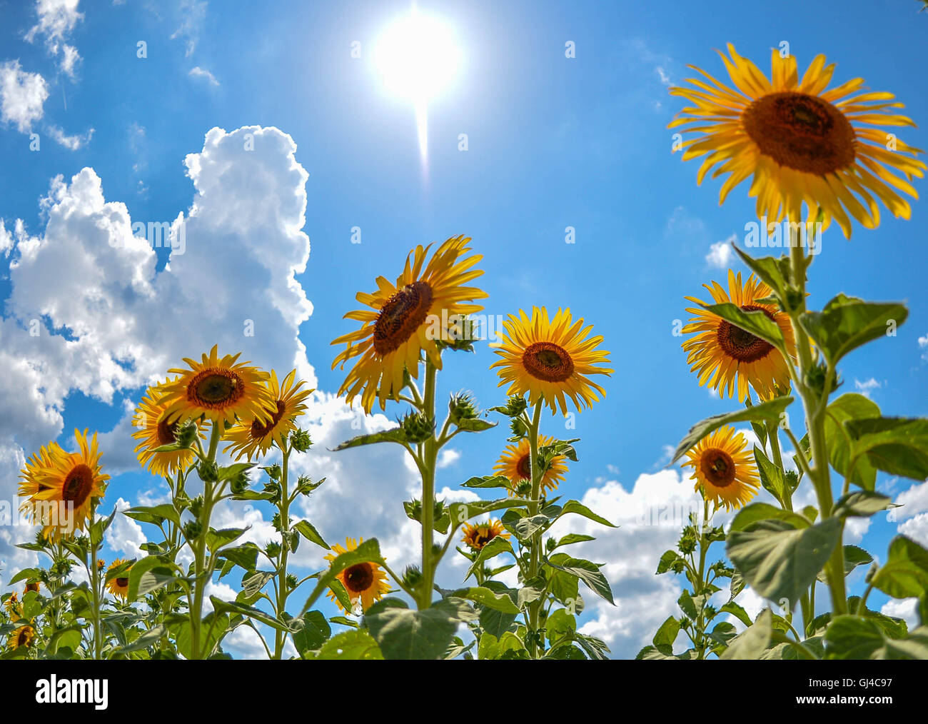 Washington, DC, USA. 12th Aug, 2016. Sunflowers are pictured in the sunflower field at Burnside Farms, Virginia, the United States, Aug. 12, 2016. © Bao Dandan/Xinhua/Alamy Live News Stock Photo