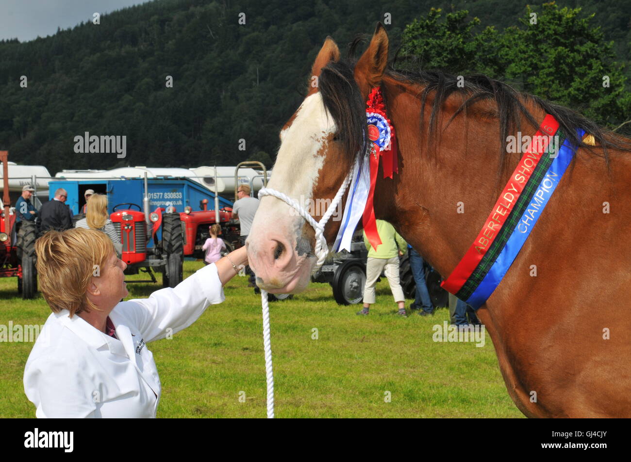 Aberfeldy, Perthshire, UK. 13th Aug, 2016. Animals entered into the Aberfeldy Highland Show Aberfeldy, Perthshire, UK. 13th Aug, 2016. UK. &copy; Credit:  Cameron Cormack/Alamy Live News Stock Photo