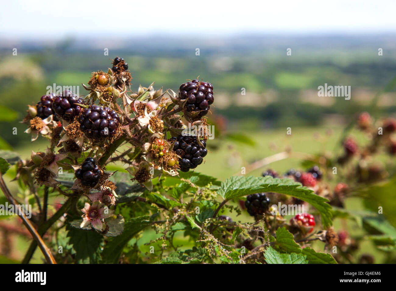 Plaistow Green, Derbyshire, U.K. 13th August 2016. Wild blackberries ripening in the warm summer sunshine in the Derbyshire hedgerows at Plaistow Green, Credit:  Mark Richardson/Alamy Live News Stock Photo