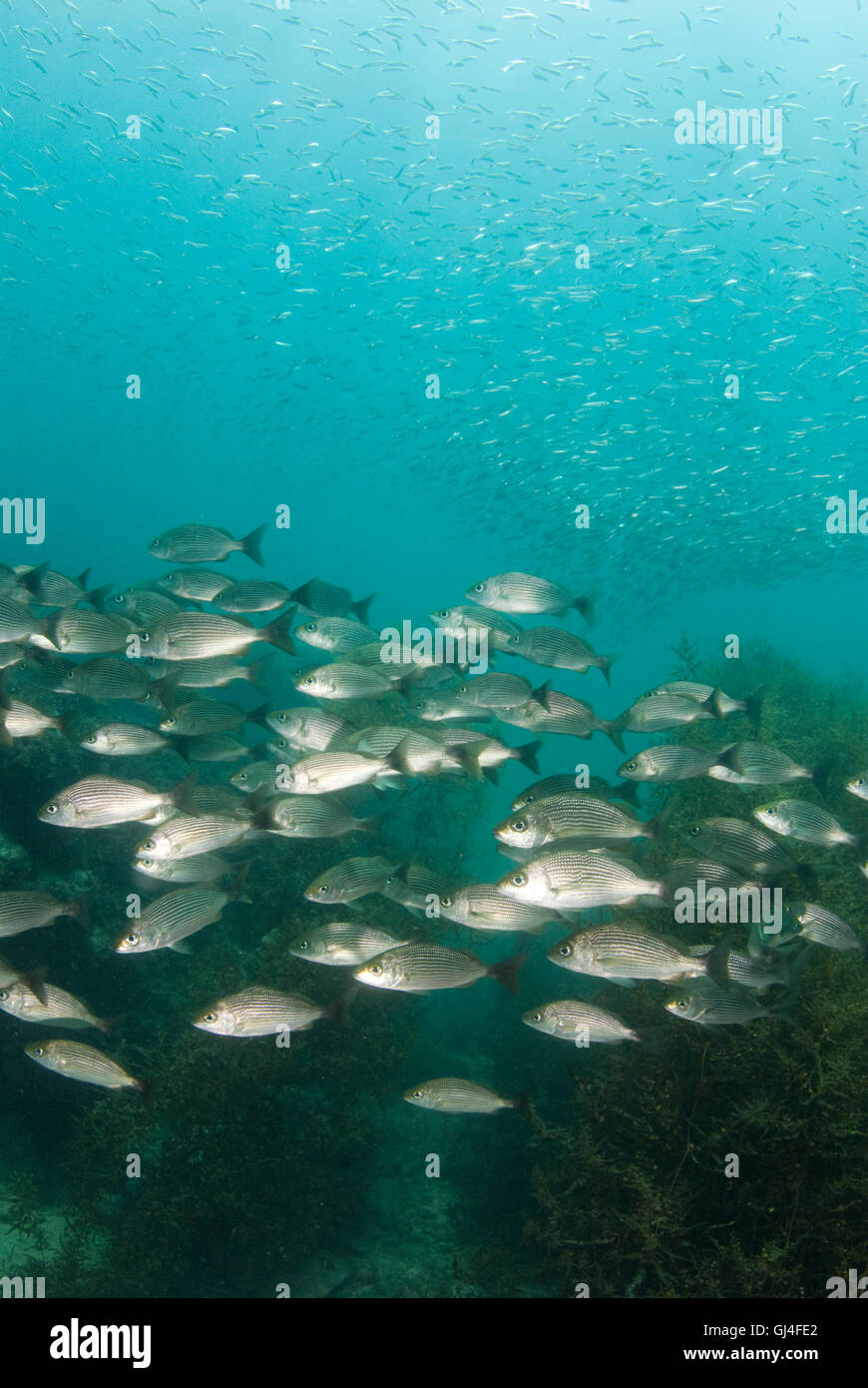 Scenic Cortez Fish Stock Photo - Alamy