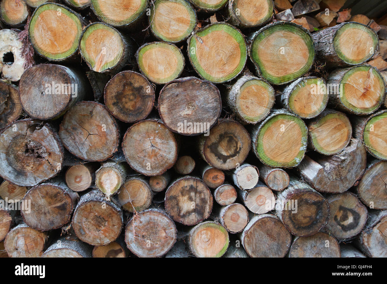 Green wood log pile Stock Photo