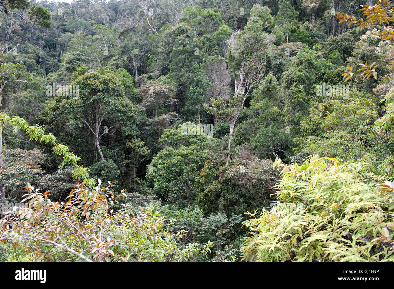 Tree Tops View Madagascar Stock Photo