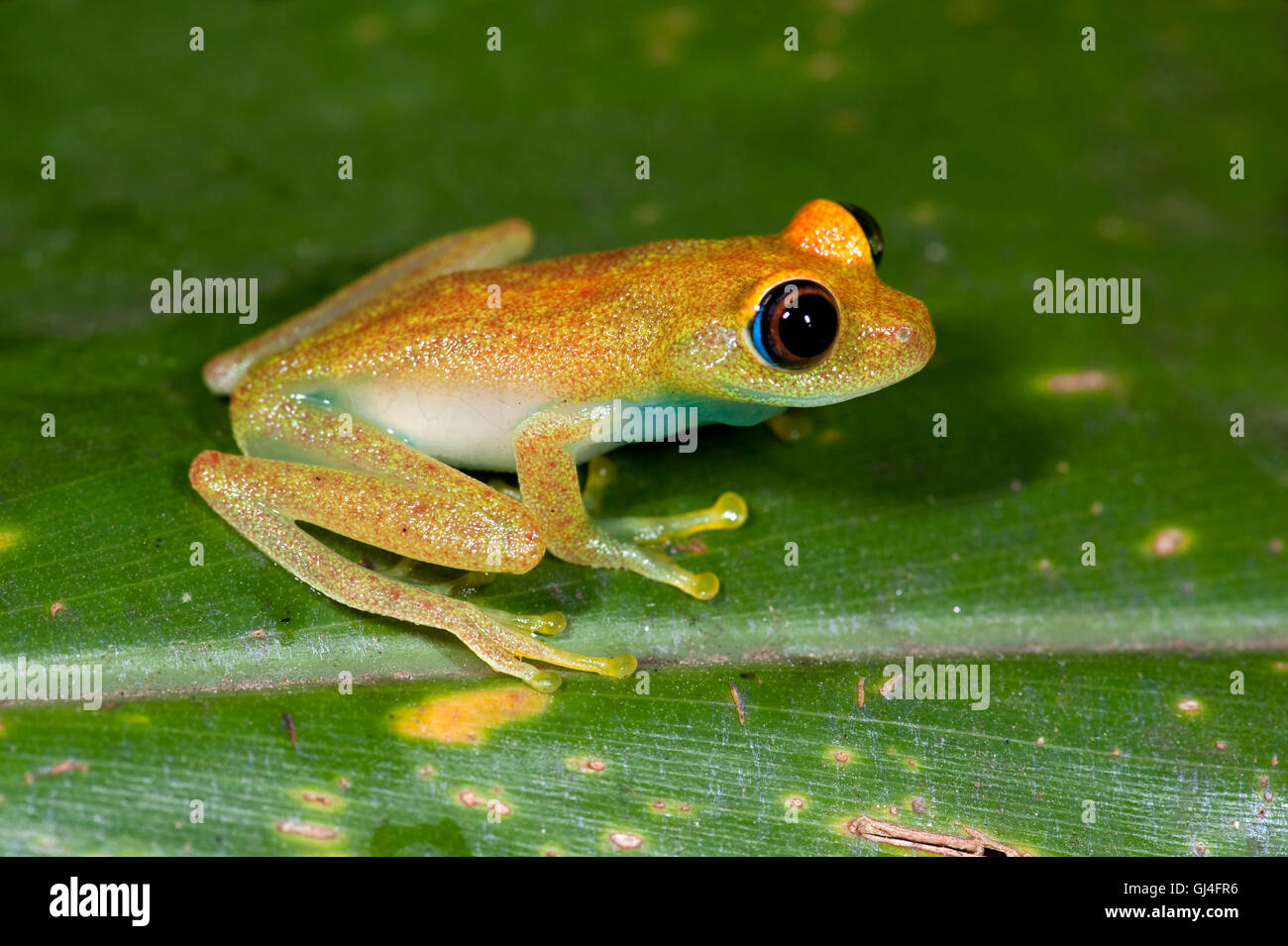Green Bright Eyed Frog Boophis viridis Madagascar Stock Photo