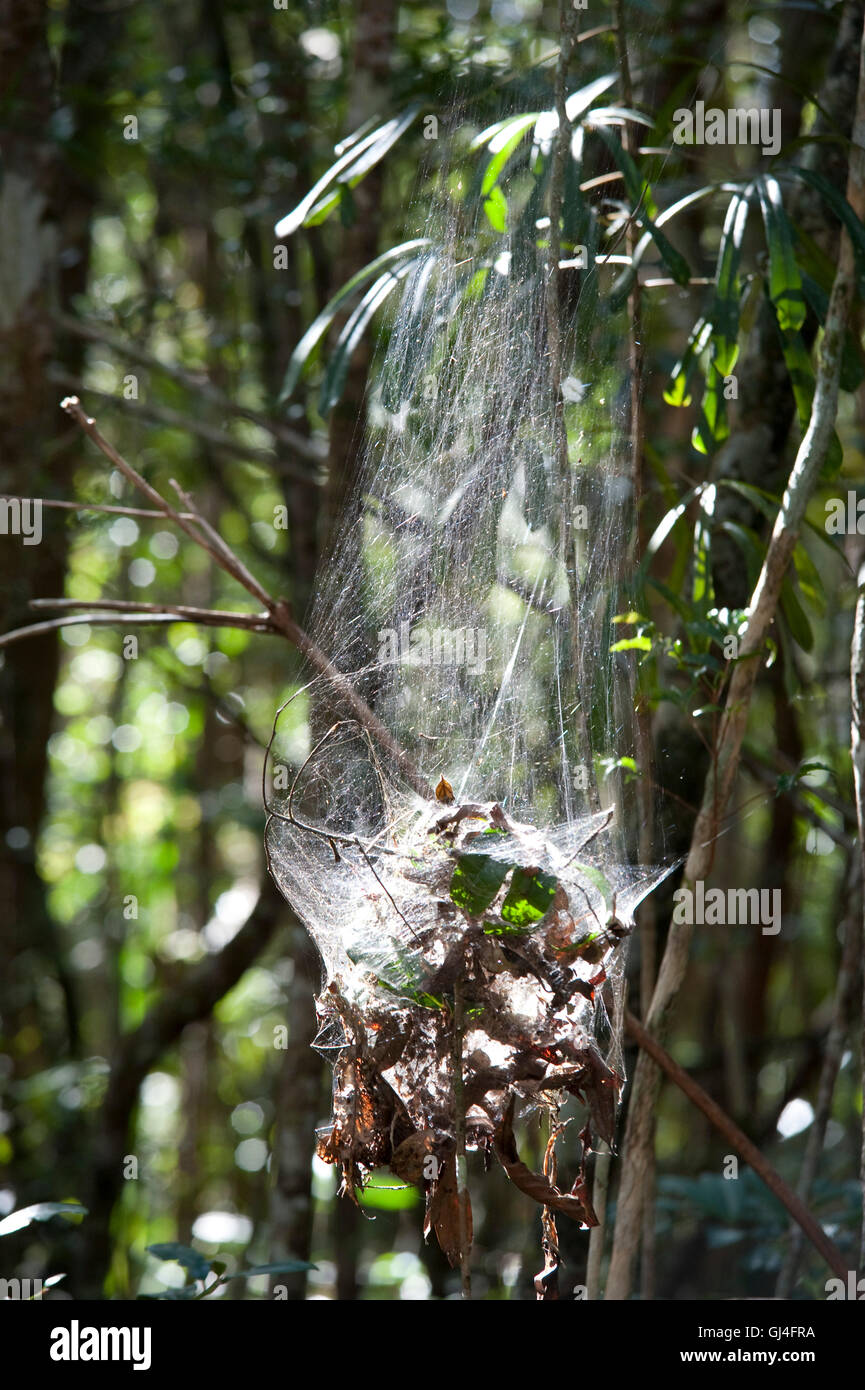 Communual Spiders Web Madagascar Stock Photo