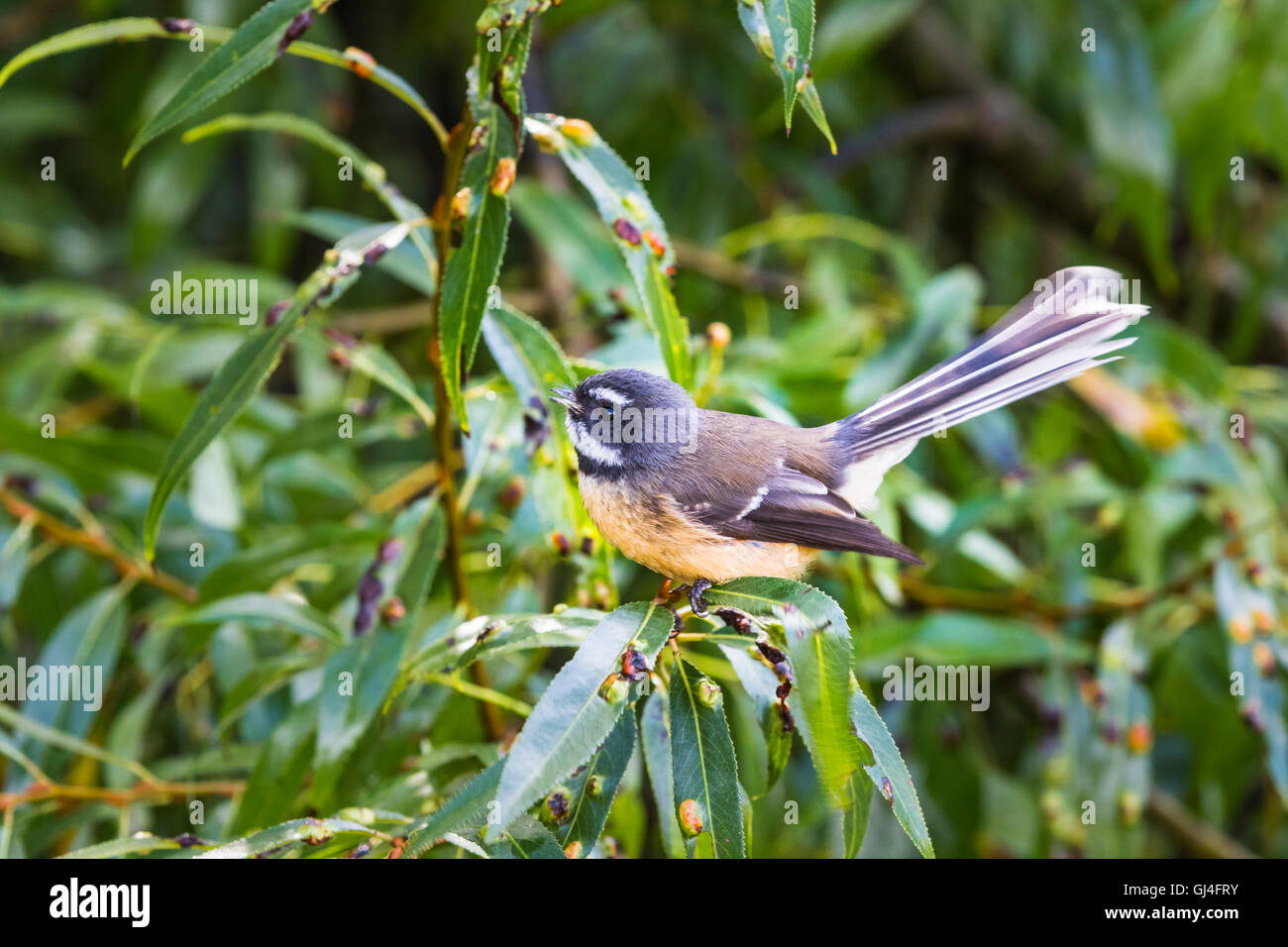 New Zealand fantail (Rhipidura fuliginosa), small insectivorous bird, that will approach people to take advantage of the insects Stock Photo