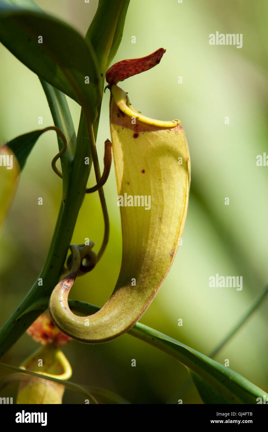 Pitcher Plant Nepenthes madagascanensis Madagascar Stock Photo