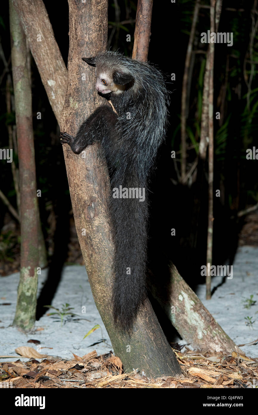 Aye-aye Daubentonia madagascariensis Stock Photo