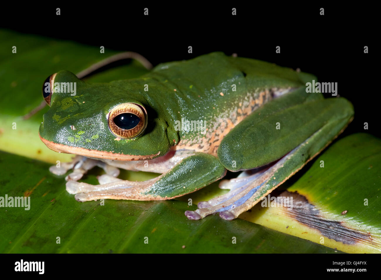White Lipped Bright Eyed Frog Boophis albilabris Stock Photo