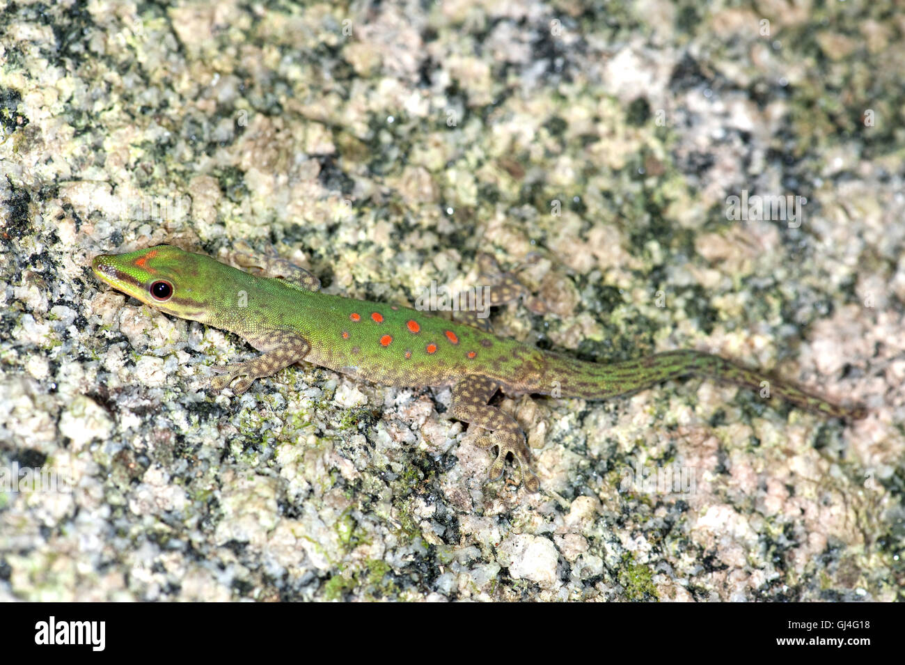 Madagascar Day Gecko Phelsuma madagascariensis Stock Photo