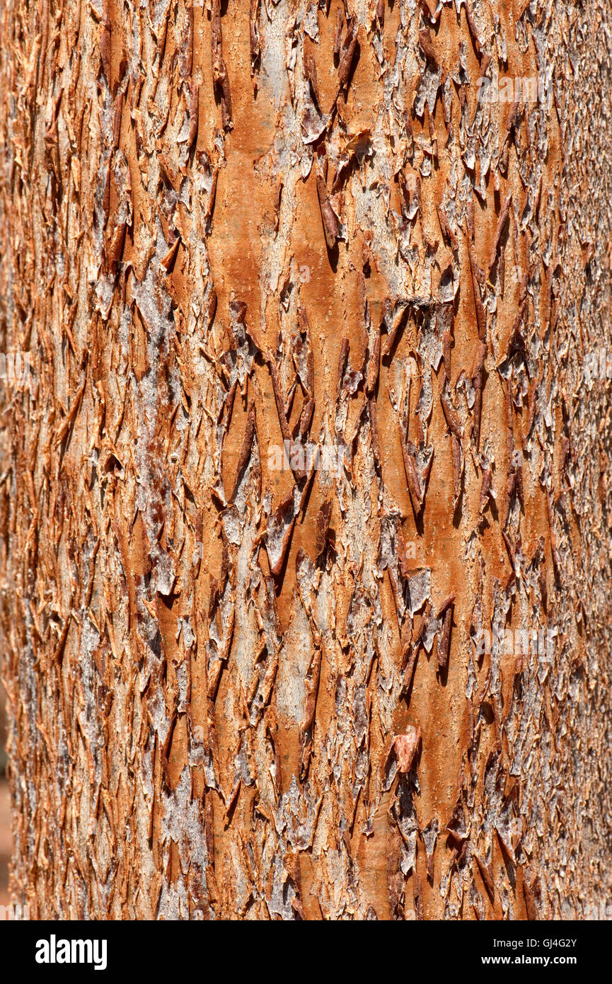 Bark of Delonix floribunda Madagascar Stock Photo
