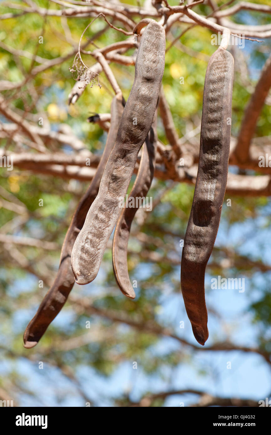 Seed Pods of Albizia sp. Madagascar Stock Photo