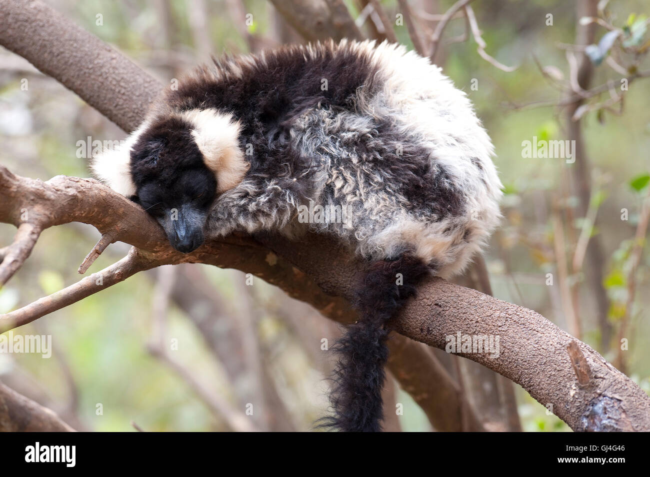 Black-and-white ruffed lemur Varecia variegata Madagascar Stock Photo