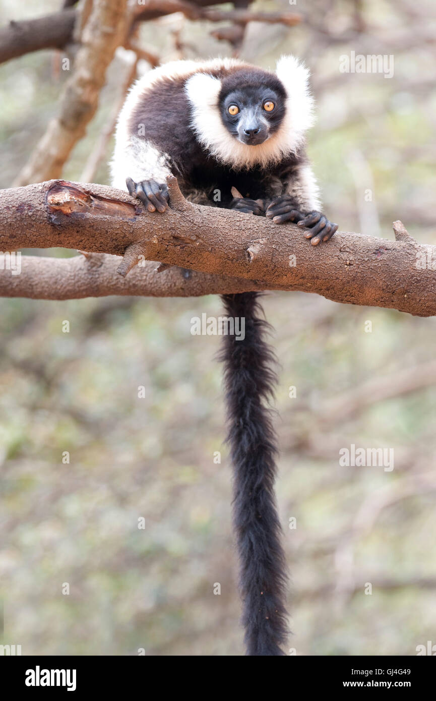Black-and-white ruffed lemur Varecia variegata Madagascar Stock Photo