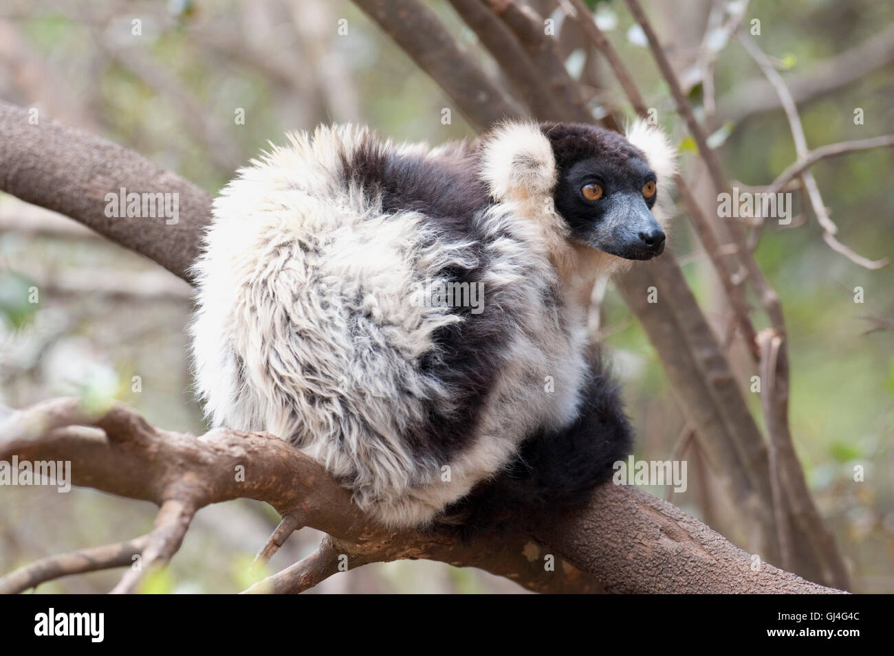 Black-and-white ruffed lemur Varecia variegata Madagascar Stock Photo