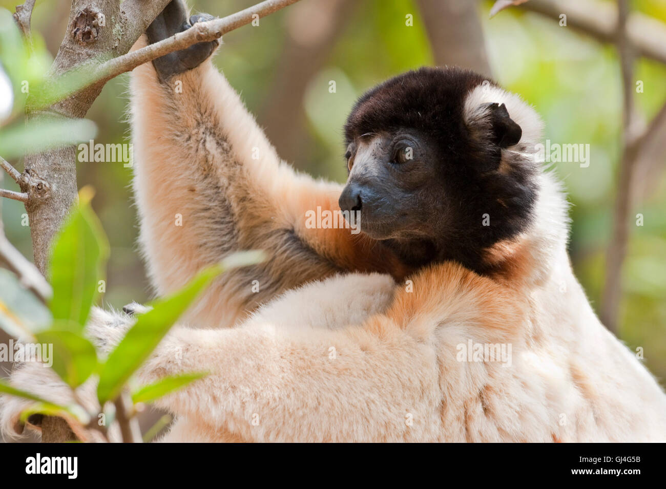 Propithecus Facial Expression Propithecus coronatus hi-res stock photography and images - Alamy