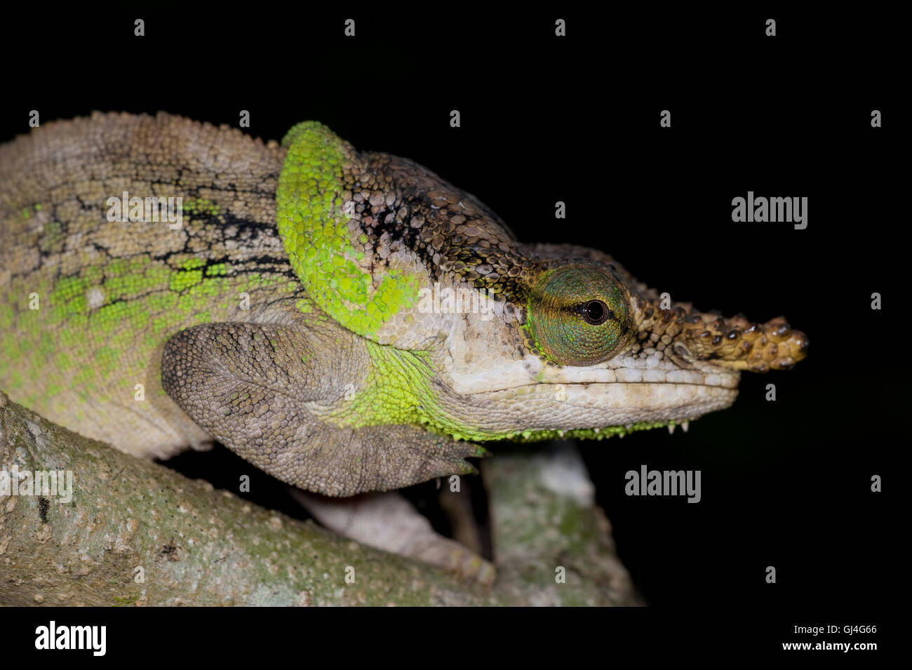 Short Horned Chameleon Calumma brevicornis Madagascar Stock Photo