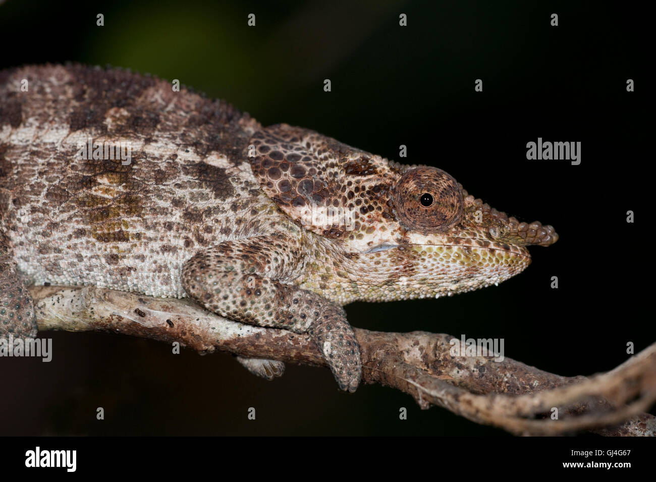 Short Horned chameleon (Calumma brevicorne Madagascar Stock Photo