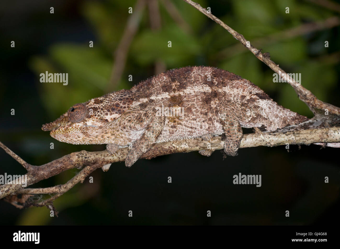 Short Horned chameleon (Calumma brevicorne Madagascar Stock Photo