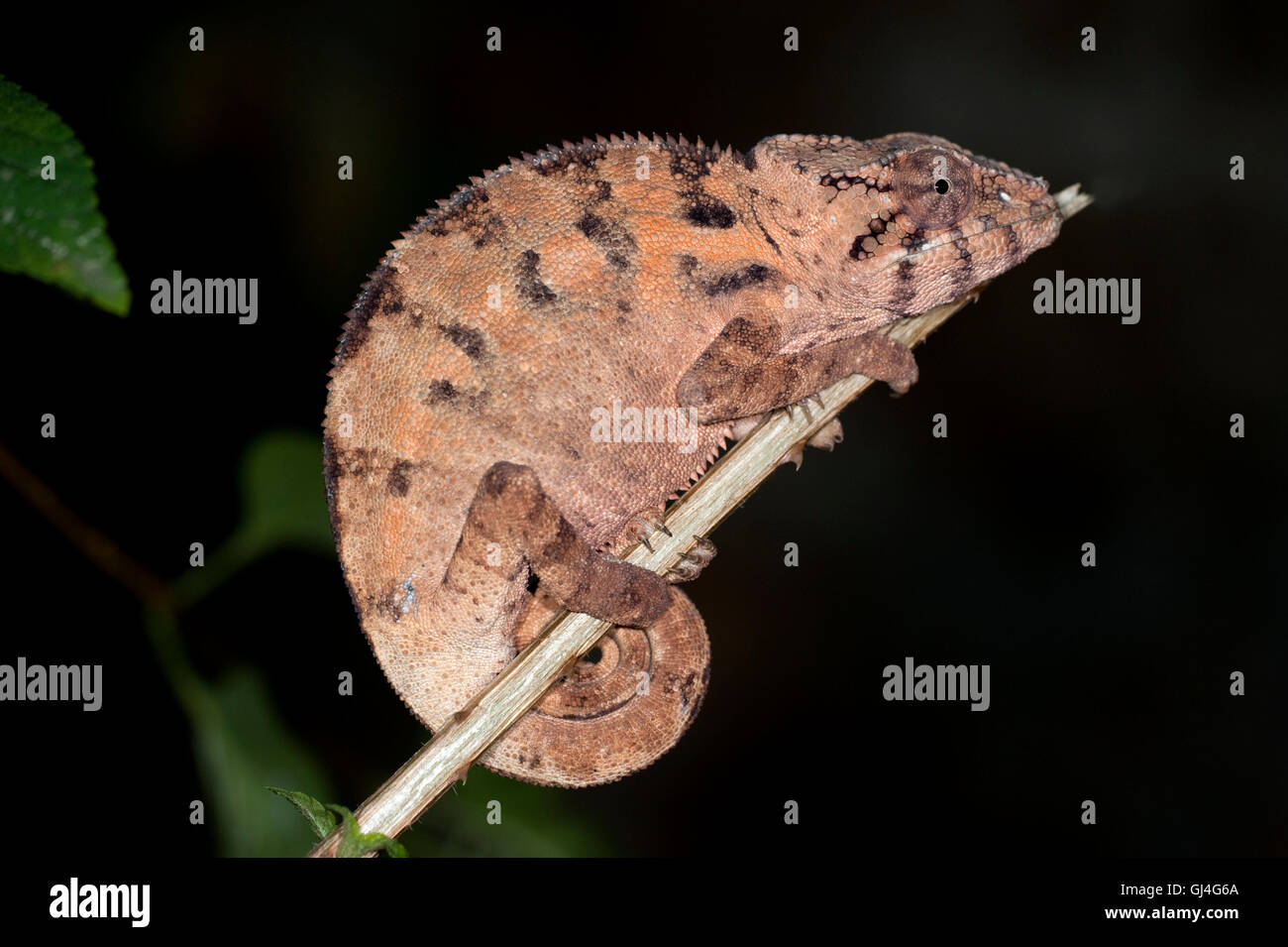 Panther chameleon Furcifer pardalis Madagascar Stock Photo